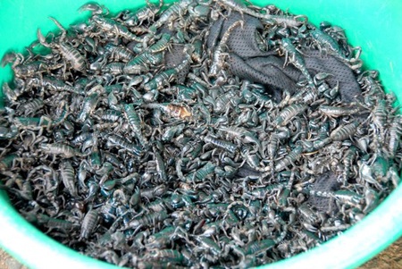 Bọ cạp Bảy Núi: Từ hang ổ đến bàn nhậu