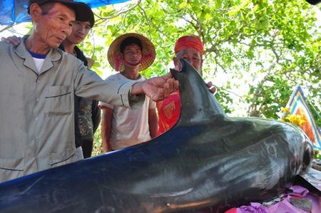 Cá Ông lụy vào bờ biển được ngư dân chôn cất và thờ cúng trong Lăng Ông Nam Hải.