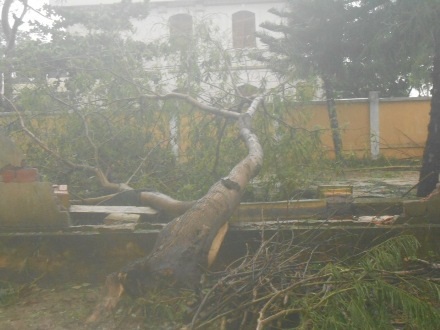 Nhiều cây xanh gãy đổ sau trận lốc xoáy