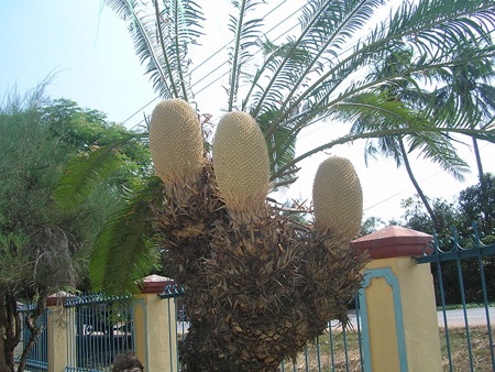 Cây thiên tuế rất hiếm khi nở hoa