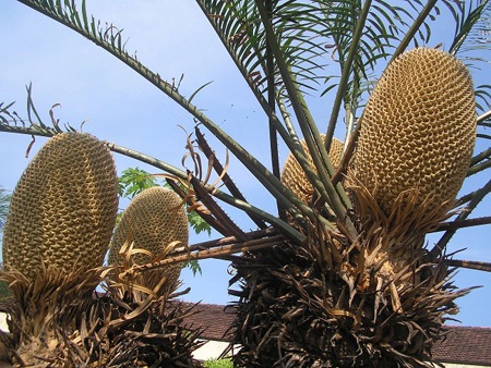 Cây thiên tuế rất hiếm khi nở hoa