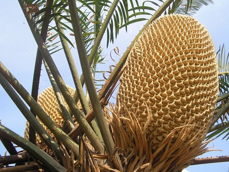 Cây thiên tuế rất hiếm khi nở hoa