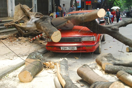 Hiện trường vụ cây đổ đè bẹp đầu ô tô.