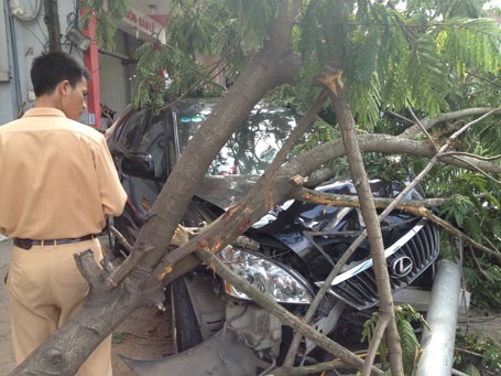 Đốn ngã cây xanh và cột đèn