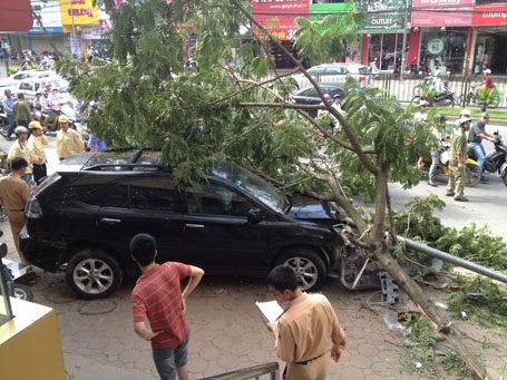 Đốn ngã cây xanh và cột đèn