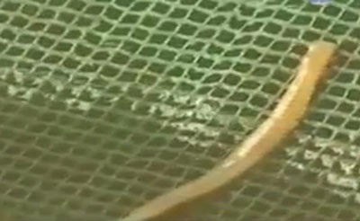 Việt Nam và những con tàu lớn! - 7 Loài