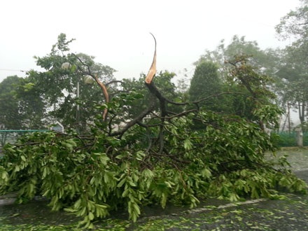 Nhiều cây xanh gãy đổ