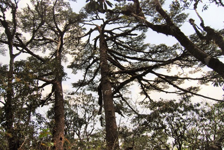 Quần thể cây Vân sam Phan Si Păng được lập hồ sơ đề nghị công nhận là Cây Di sản Việt Nam.