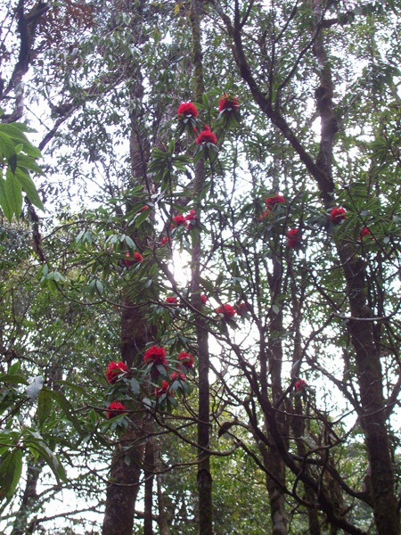 Hoa Đỗ quyên hồng cành thô nở hoa tuyệt đẹp vào đầu mùa xuân hàng năm.