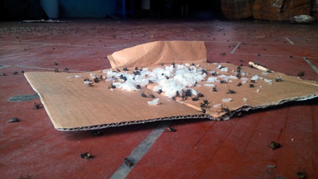 Cơ sở sản xuất kem phải dùng bả đánh ruồi nhưng vẫn không tiêu diệt được loài côn trùng này