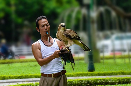 Cảnh huấn luyện đại bàng giữa phố Hà Nội - 6 Theo