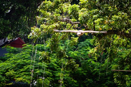 Cảnh huấn luyện đại bàng giữa phố Hà Nội - 7 Theo