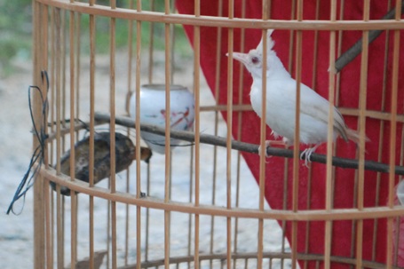 Chiêm ngưỡng những loài chim quý hiếm nhất thế giới - KhoaHoc.tv