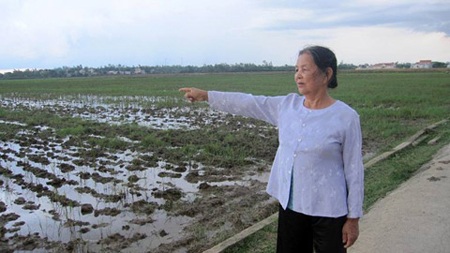 Bà Kỷ và cánh đồng nơi bà dùng đòn gánh đánh hổ.