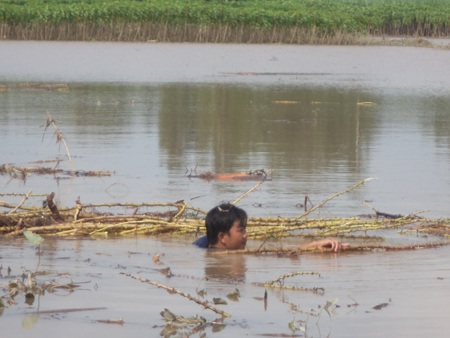 Ngụp lặn trong nước vì đê bao vỡ