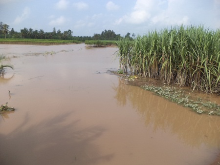 Ngụp lặn trong nước vì đê bao vỡ