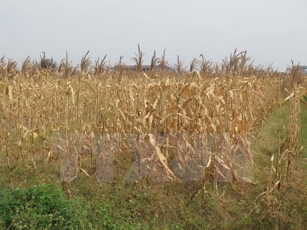 Nghệ An lần đầu tiên công bố loại hình thiên tai do hạn hán - 1 Nghệ An lần đầu tiên công bố loại hình thiên tai do hạn hán