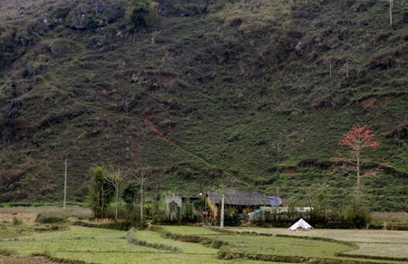 Một cây gạo đỏ rực hoa, lẻ loi dưới chân núi.