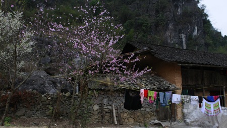 Cuộc sống sinh hoạt của người dân nơi đây gắn liền với những cây đào, mận.