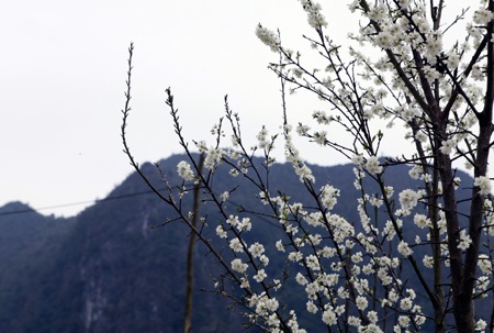 Những bông hoa mận trắng muốt tinh khiết.