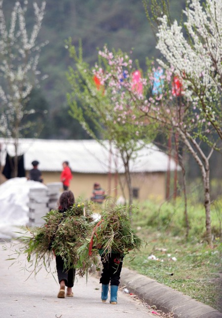 2 em nhỏ gùi những bó cỏ cho gia súc ở Phố Cáo.