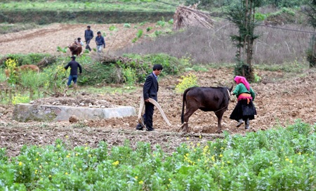2 em nhỏ gùi những bó cỏ cho gia súc ở Phố Cáo.