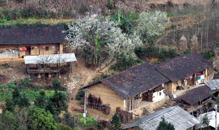  Hoa mận trắng xoá bên những nếp nhà ở Lũng Cú.