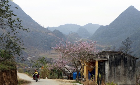   Những cây đào thường được trồng trước cửa nhà.