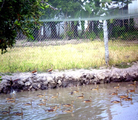 Hàng "độc" tăng sinh lực tại các nhà hàng miền Tây - 1