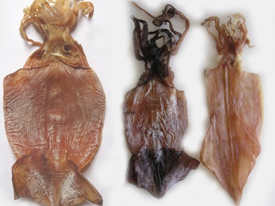 Thực hư chuyện mực giả ở Nha Trang - 1