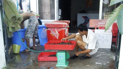 Ám ảnh đỉa trâu - 1 Ám ảnh đỉa trâu - 1
