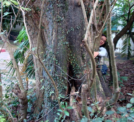 Sững sờ trước 2 “cụ” cây được định giá 150 tỷ đồng! - 1 Sững sờ trước 2 “cụ” cây được định giá 150 tỷ đồng! - 1