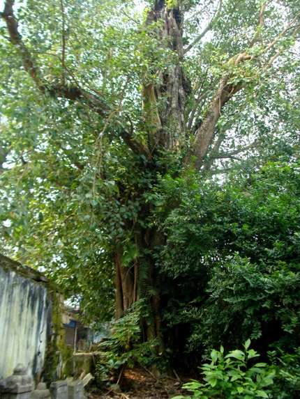 Sững sờ trước 2 “cụ” cây được định giá 150 tỷ đồng! - 2 Sững sờ trước 2 “cụ” cây được định giá 150 tỷ đồng! - 2