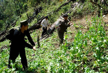 Ăn rừng, ngủ thác tìm diệt “hoa giết người” - 1 Ăn rừng, ngủ thác tìm diệt “hoa giết người” - 1