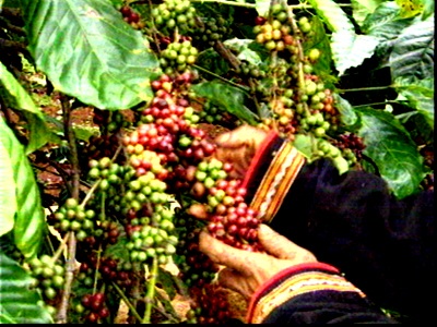 Khởi kiện đòi lại thương hiệu cà phê Buôn Ma Thuột - 1 Khởi kiện đòi lại thương hiệu cà phê Buôn Ma Thuột - 1