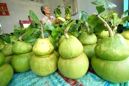 Bưởi hồ lô giá "khủng" - 1 Bưởi hồ lô giá "khủng" - 1