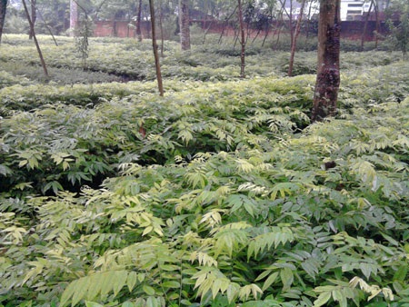 Trồng cây sưa đỏ mang lại hiệu quả kinh tế cao - 2 Trồng cây sưa đỏ mang lại hiệu quả kinh tế cao