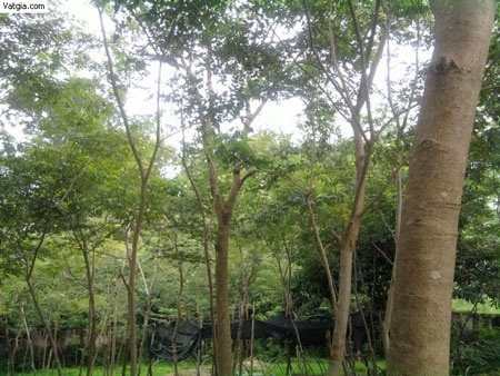 Trồng cây sưa đỏ mang lại hiệu quả kinh tế cao - 1 Trồng cây sưa đỏ mang lại hiệu quả kinh tế cao