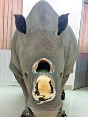 Khó xác định nguồn gốc sừng tê giác của ông Trầm Bê? - 1 Con tê giác mất sừng ở nhà ông Trầm Bê. Ảnh: Thanh niên.