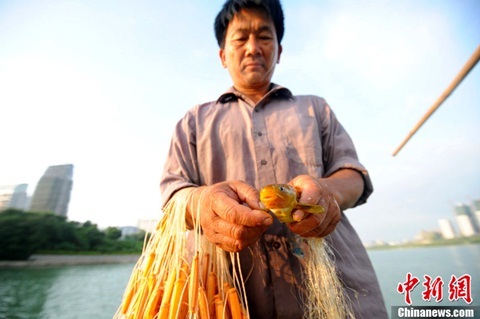 Lại xuất hiện "cá ăn thịt người" ở Trung Quốc - 4 Ngư dân bắt được cá nghi là cá ăn thịt piranha