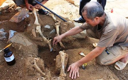 Bí ẩn mộ táng trâu trong đàn tế Nam Giao - 1 Bộ xương trâu được phát lộ tại Đàn tế Nam Giao