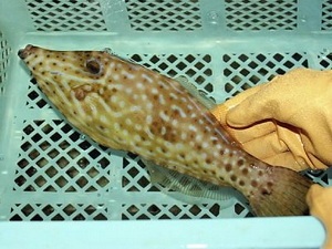 Nhật Bản bắt được loài cá độc gấp 50 lần cá nóc - 1 Nhật Bản bắt được loài cá độc gấp 50 lần cá nóc