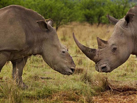 Tê giác châu Phi hiện đang có một “thiên địch” đáng sợ, đó là một lượng không ít các đại gia Việt.