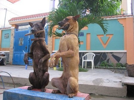 Những chú chó đang luyện tập trong trường huấn luyện