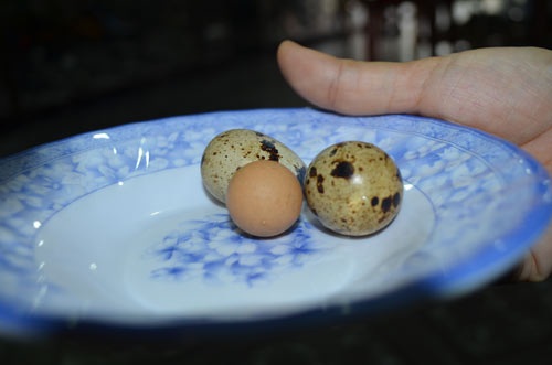 Gà ta đẻ trứng nhỏ hơn cả trứng chim cút - 1 Quả trứng gà nhỏ hơn trứng chim cút