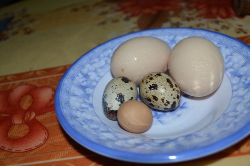 Gà ta đẻ trứng nhỏ hơn cả trứng chim cút - 2 Trứng gà siêu nhỏ có màu vàng sẫm hơn so với trứng bình thường