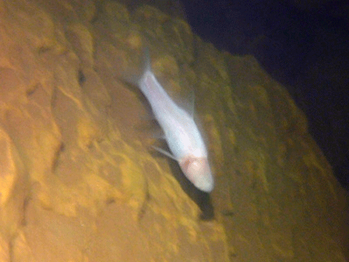 Một loài cá có màu trắng mà chúng tôi thấy ở hồ 