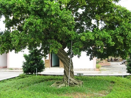 “Mục sở thị” cây nguyệt quế hơn 10 tỷ đồng - 1 Cây nguyệt quế trước khi bị bệnh (ảnh chụp lại tại UBND huyện Cai Lậy)
