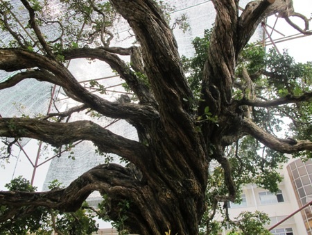 Cây nguyệt quế xoắn từ gốc tới ngọn nên nhiều người gọi đây là cây nguyệt quế số 1 Việt Nam