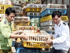 100% gà thải loại nhập lậu nhiễm tồn dư kháng sinh - 1 Lực lượng chức năng chuyển gà nhập lậu đi tiêu hủy. (Ảnh: Trần Việt/TTXVN)